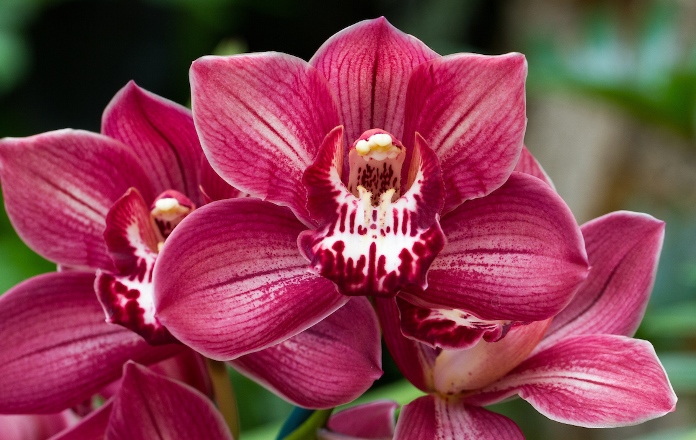 Orchid Show - Cymbidium Red Beauty 'Carmen'